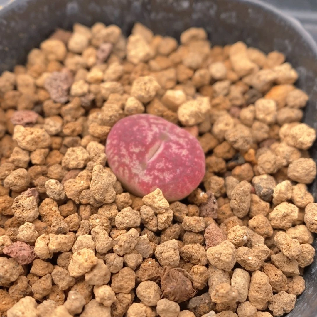 多肉植物肉锥杂交K-048