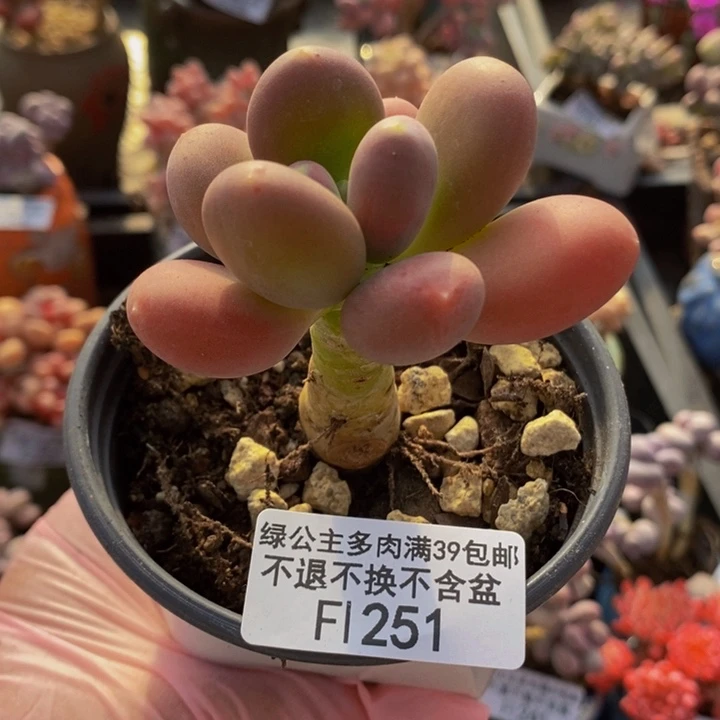 金蝉单头251多肉植物