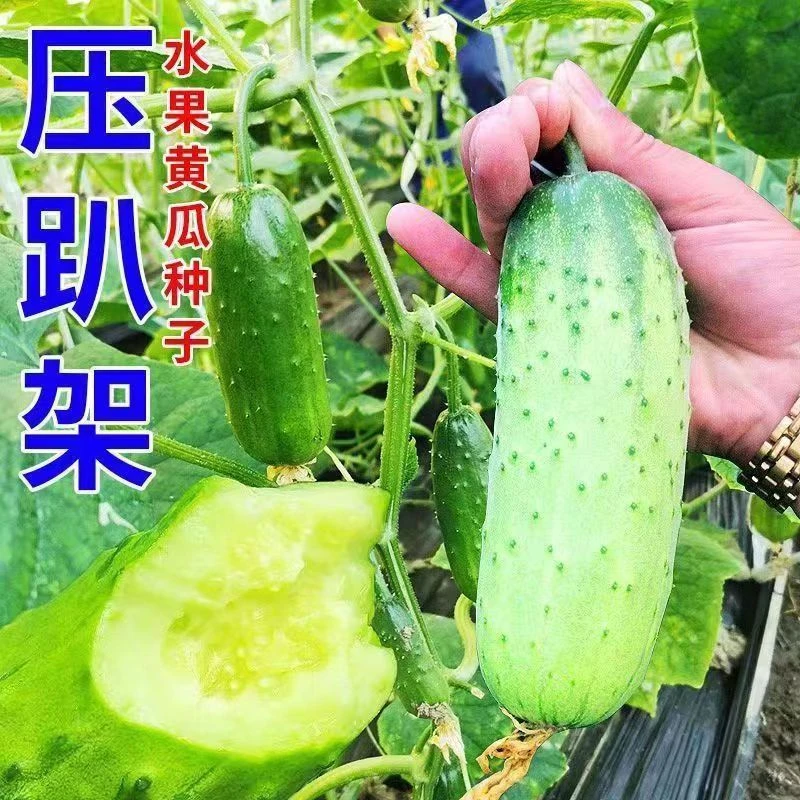压趴架水果黄瓜种子花卉盆栽节节瓜小黄瓜子蔬菜种子