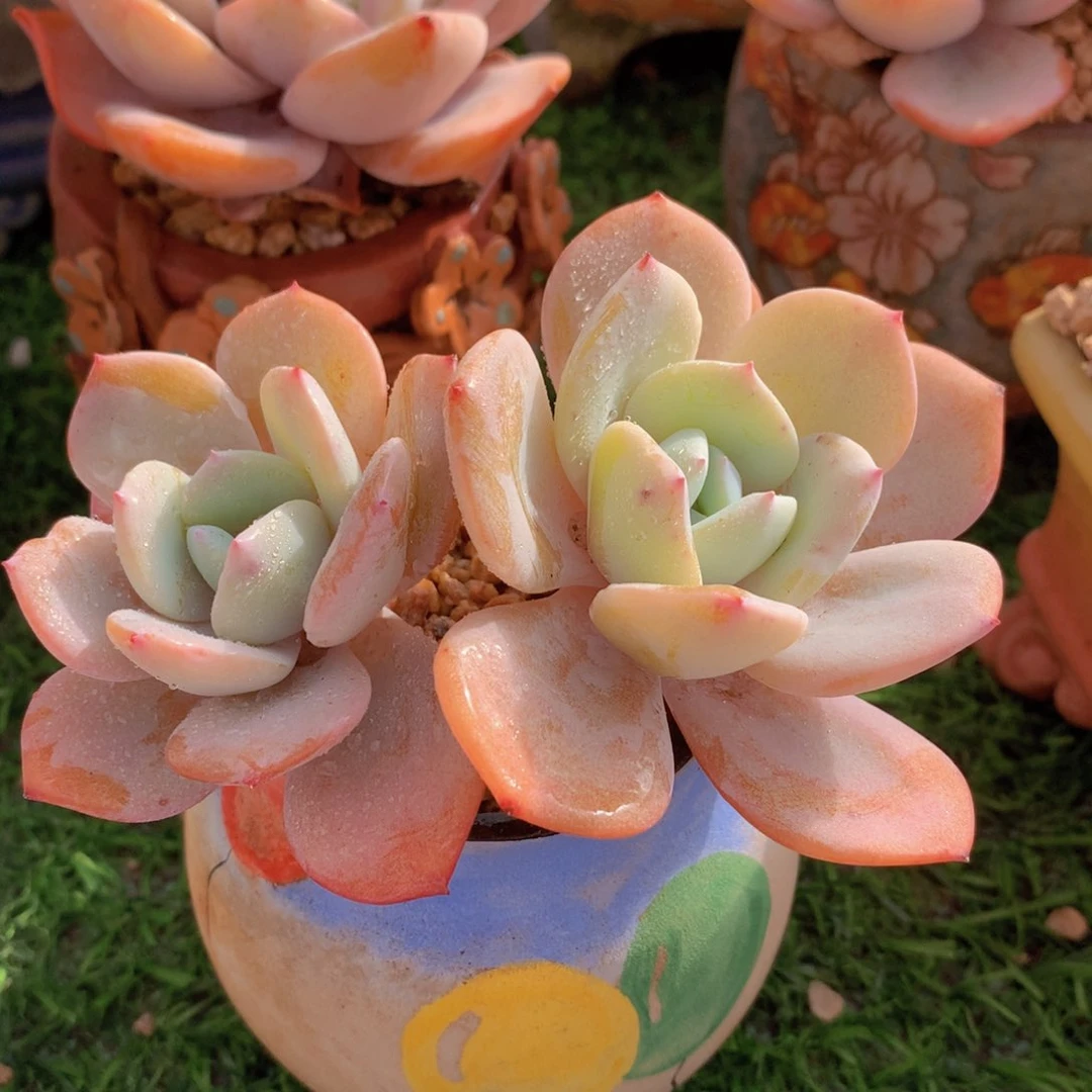 奶茶11 公分一物一拍