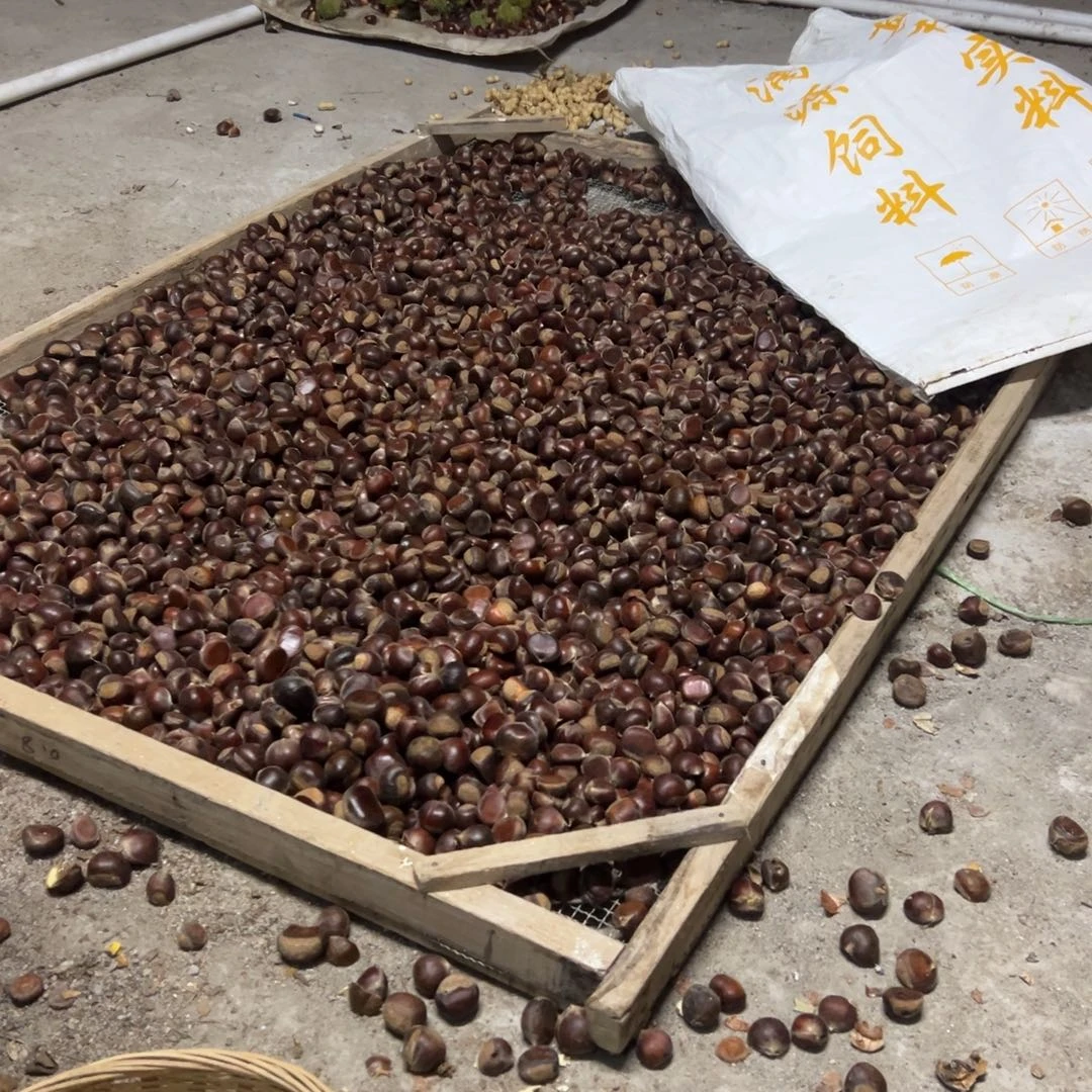 印***秋中国大陆秋哥，5斤腌油板栗