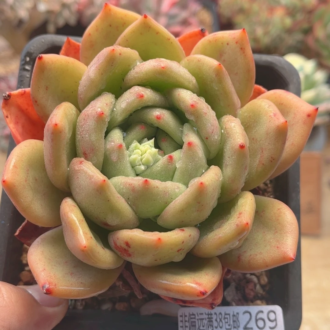 269香槟德华多肉