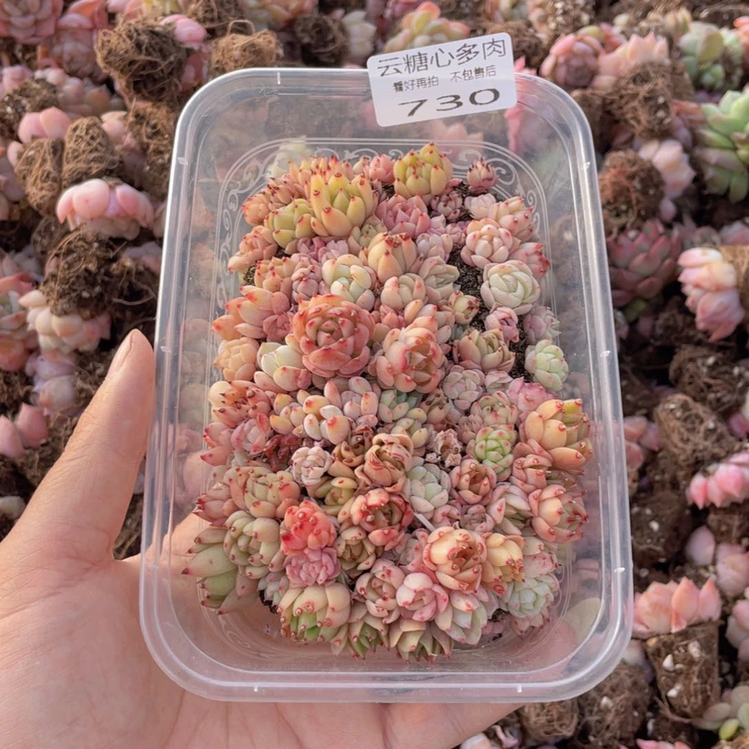 云糖心多肉植物730