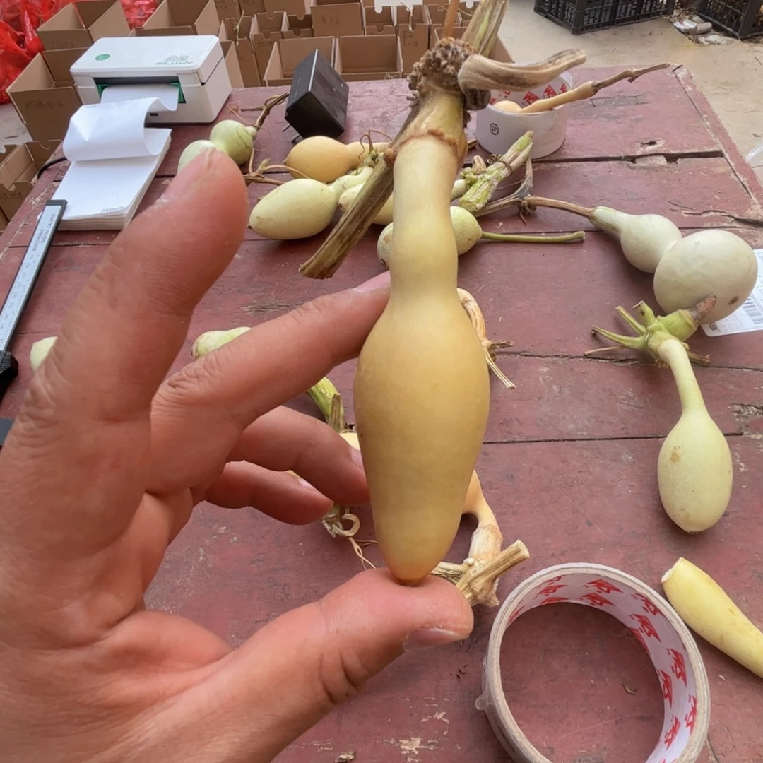 @***王文玩葫芦吊坠项链