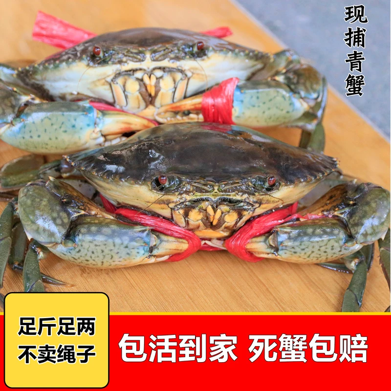 活发青蟹鲜活全母红膏蟹4-6两特大号红鲟螃蟹福建鲜活海蟹送礼