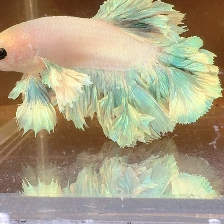 H***堡海水鱼印尼斗鱼泰国斗鱼