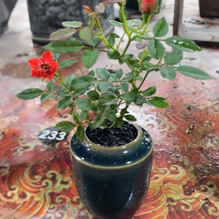 聪***妈无花朵退款拉黑拉黑85