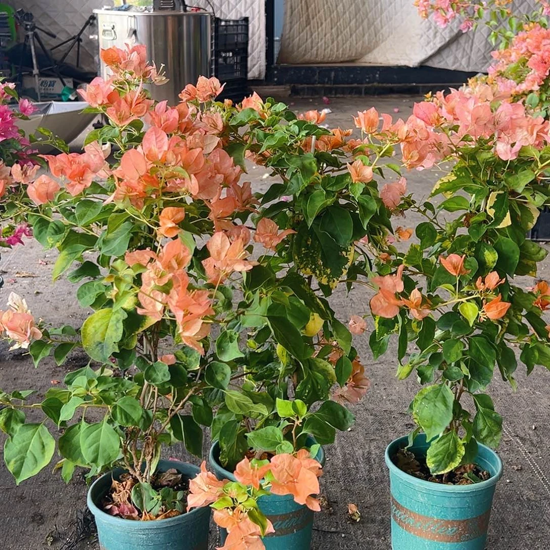 当前无花栽培后可以开花橙九月带竹一颗