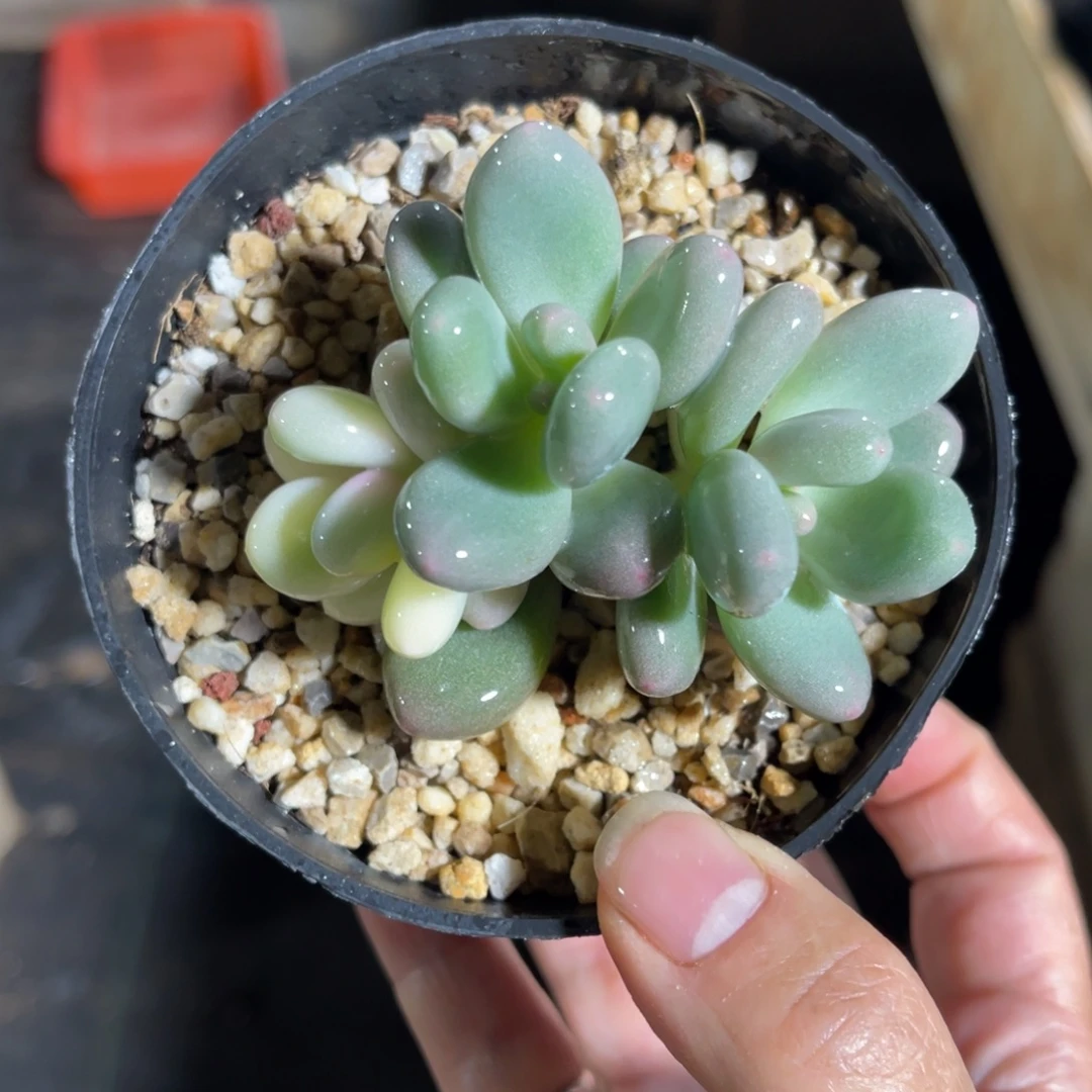 奶酪锦 一物一拍不支持退换