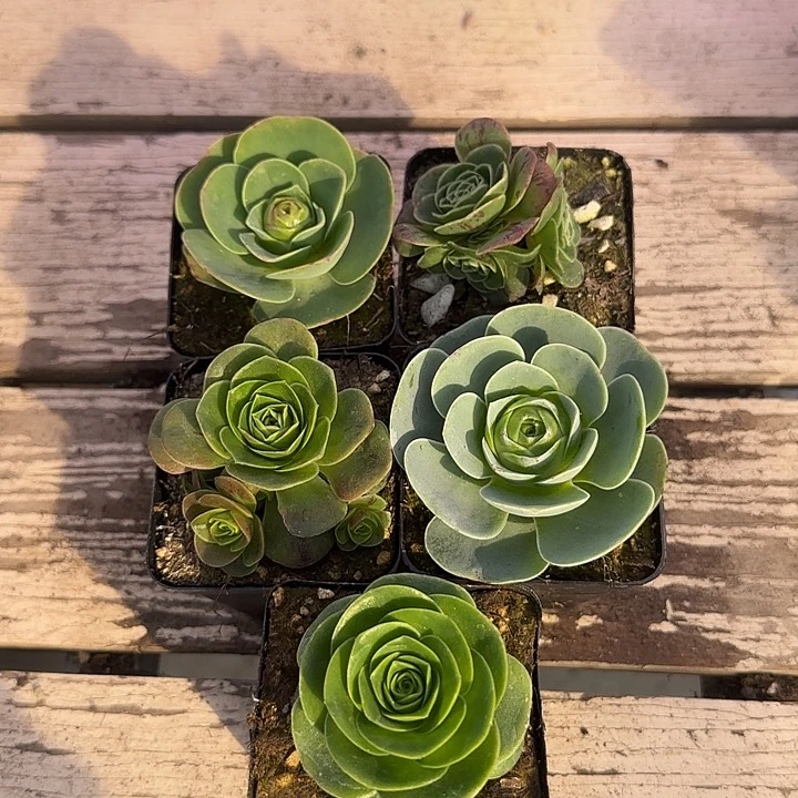 山地玫瑰一物一拍带盆发，2号