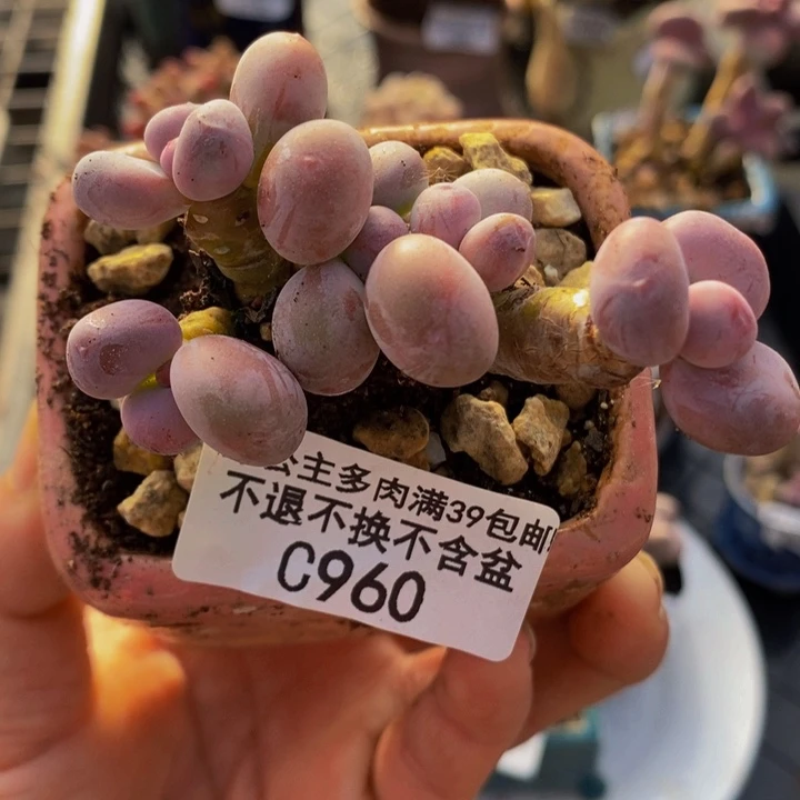 蛋黄奶老桩960多肉植物