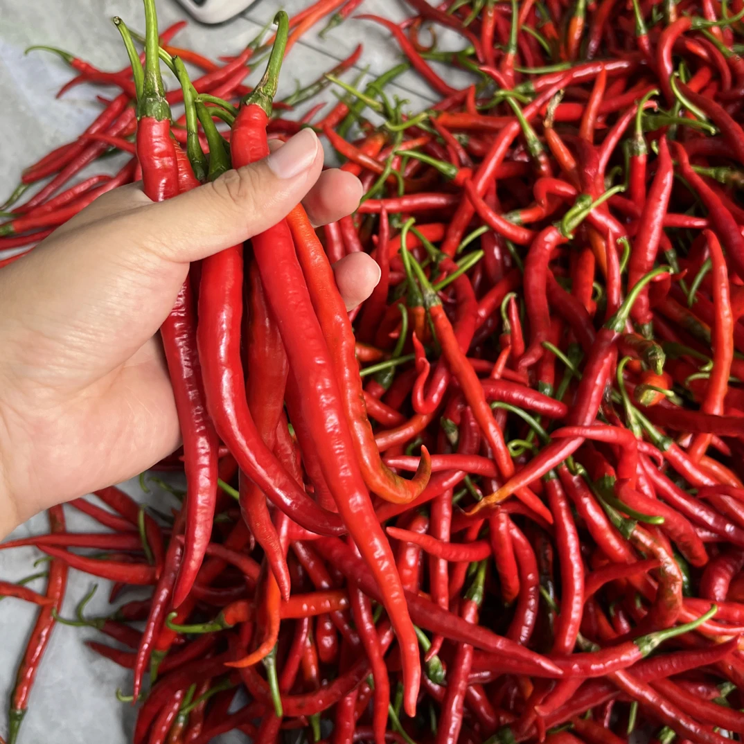 贵州高山新鲜现摘红辣椒