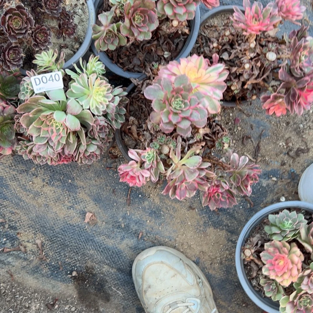 040六颗组合多肉植物