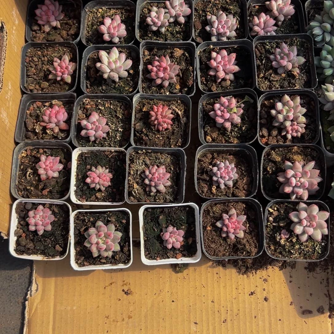 豆*芽30颗大小不等大小不等