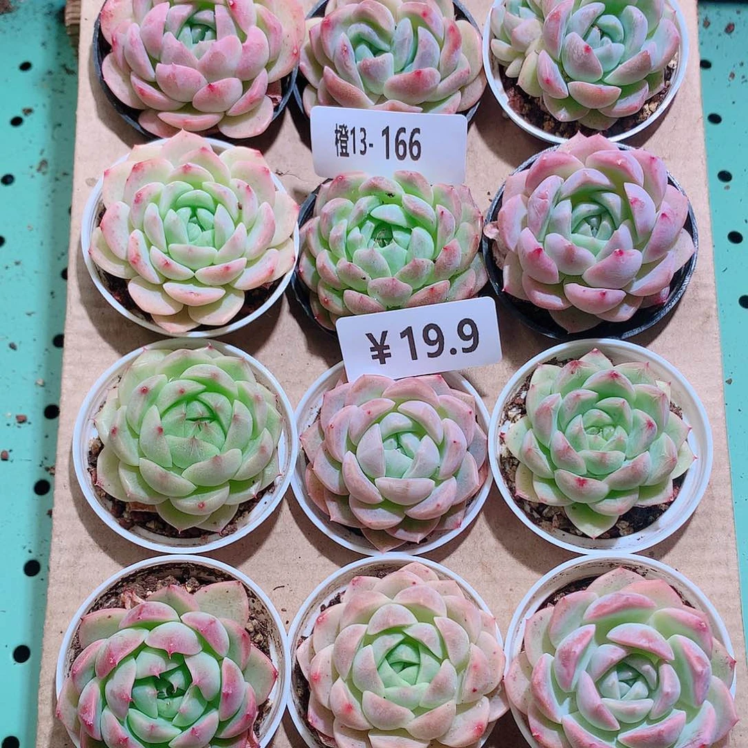 13-166一物一拍带盆18颗