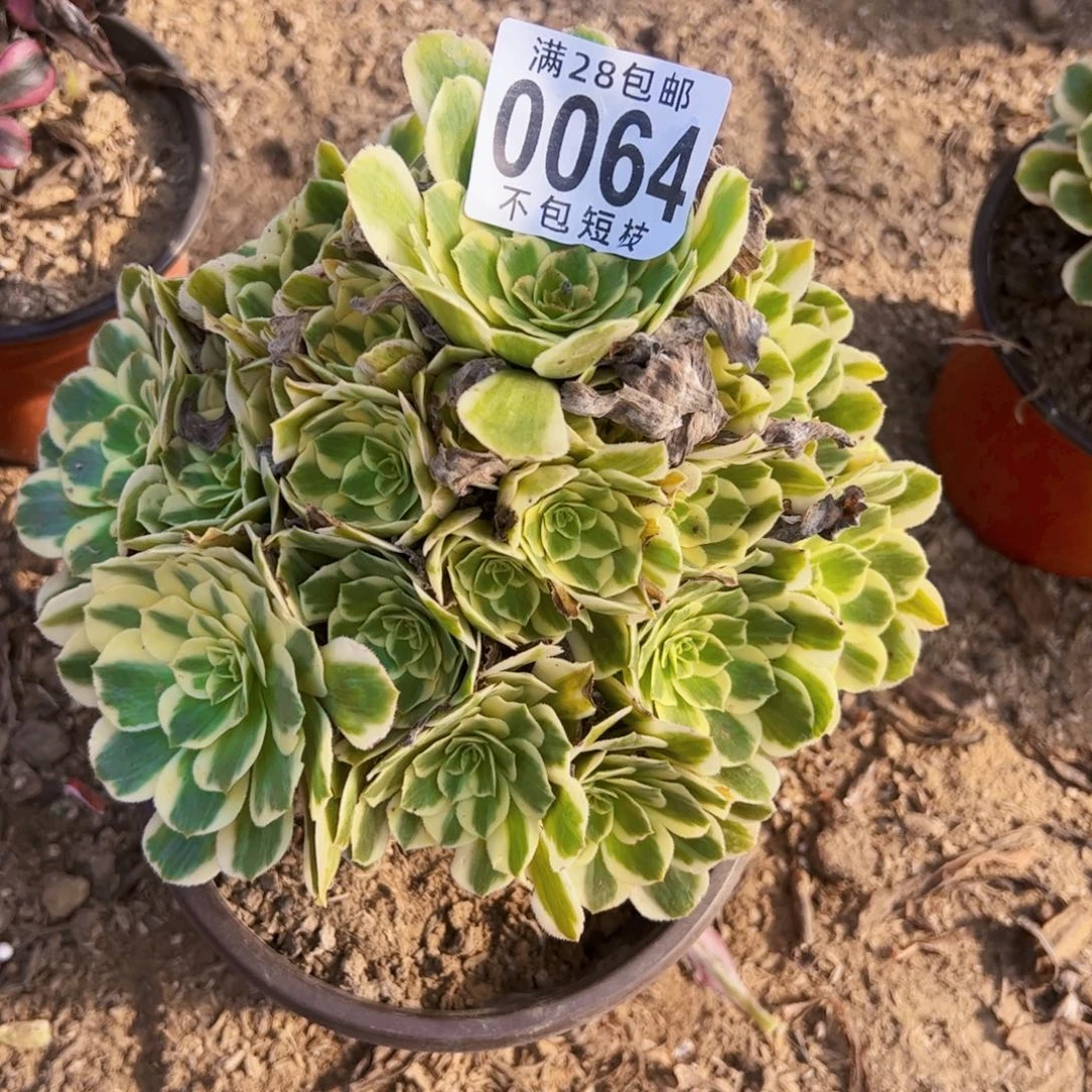 迈巴赫多肉植物0064