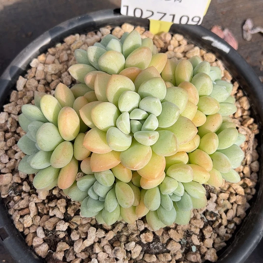 1027109 泡泡糖群生无砍手捧