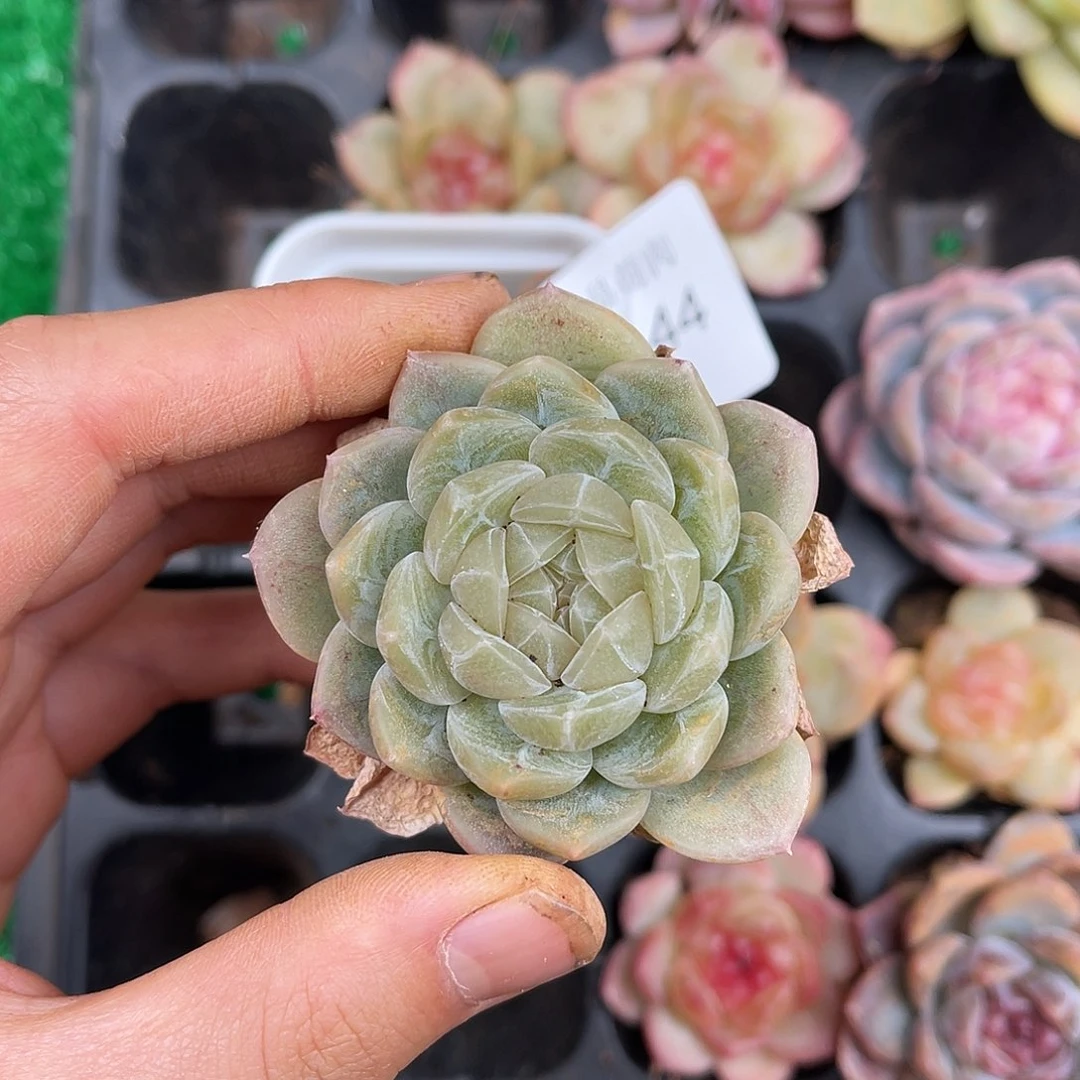 多肉一物一拍9-145