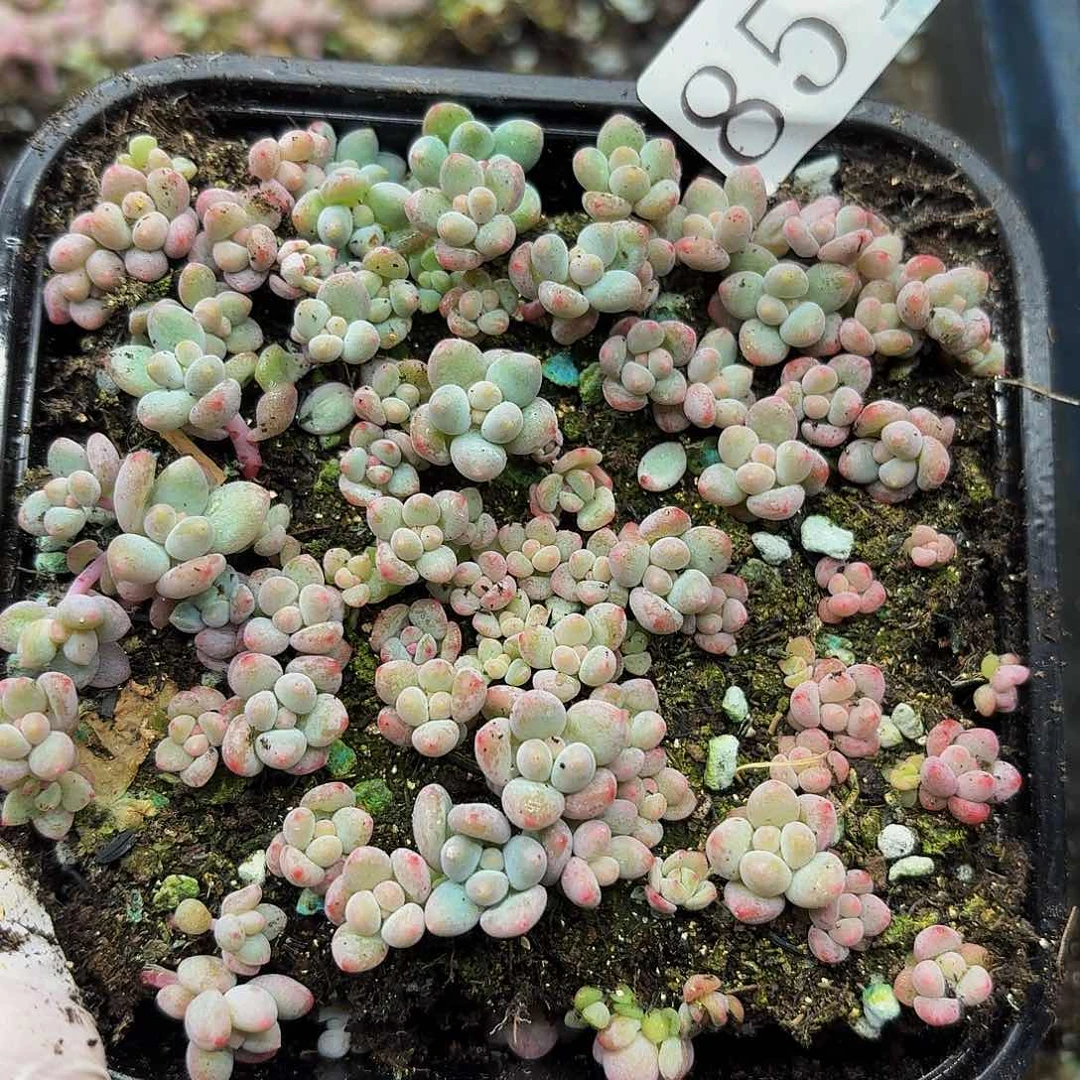 多肉植物多肉植物851