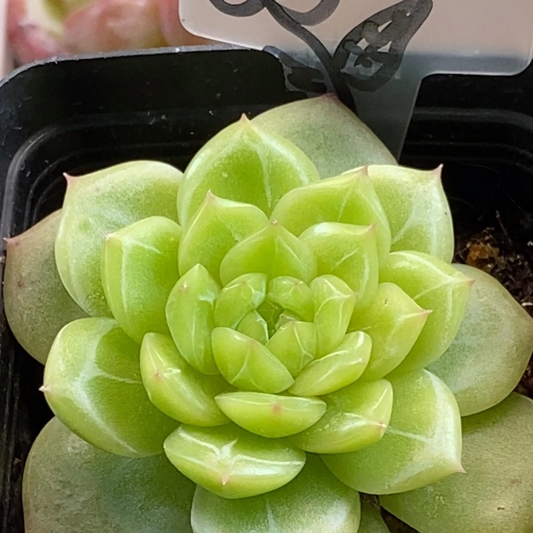 福利福利可以品哦新品个体