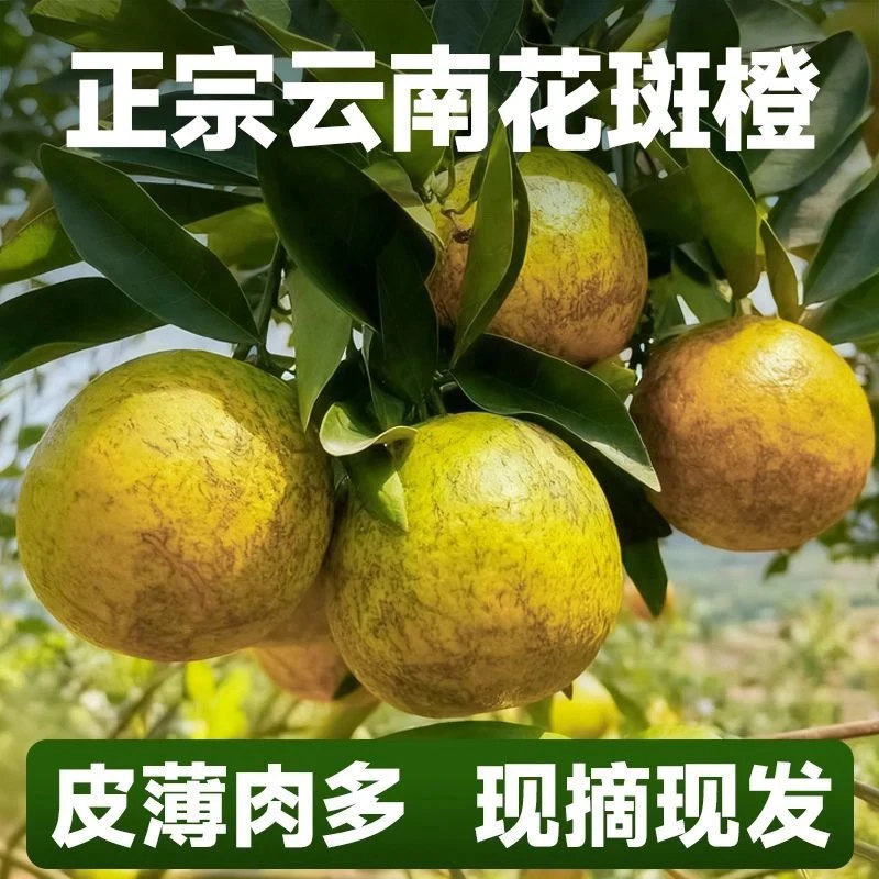 云南哀牢山老品种冰糖橙花斑美人豹现摘现发清甜多汁皮薄肉厚