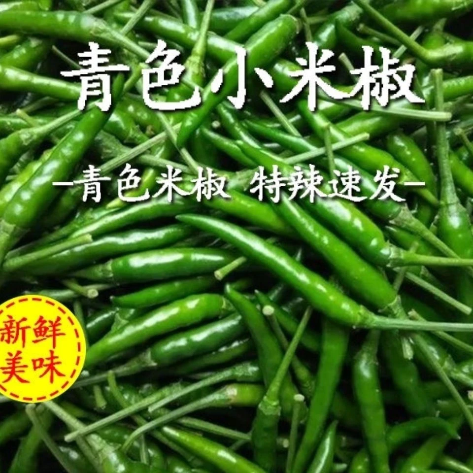 广东小米辣新鲜青米椒超辣青辣椒现摘小米椒朝天椒指天椒批发