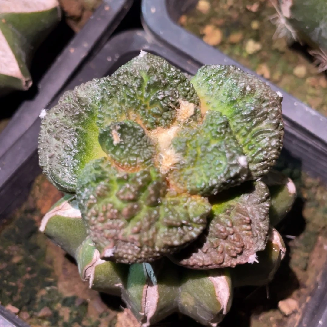 丸犹紫姬菜花牡丹 仙人球