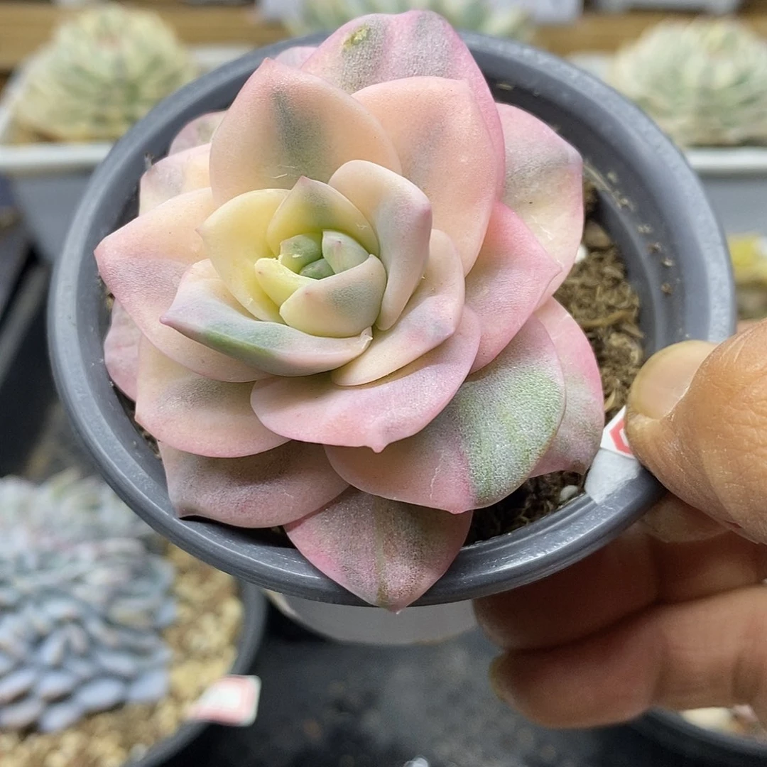 01106 可爱玫瑰彩锦