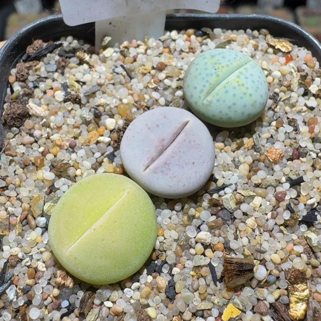 Ssss精品生石花430