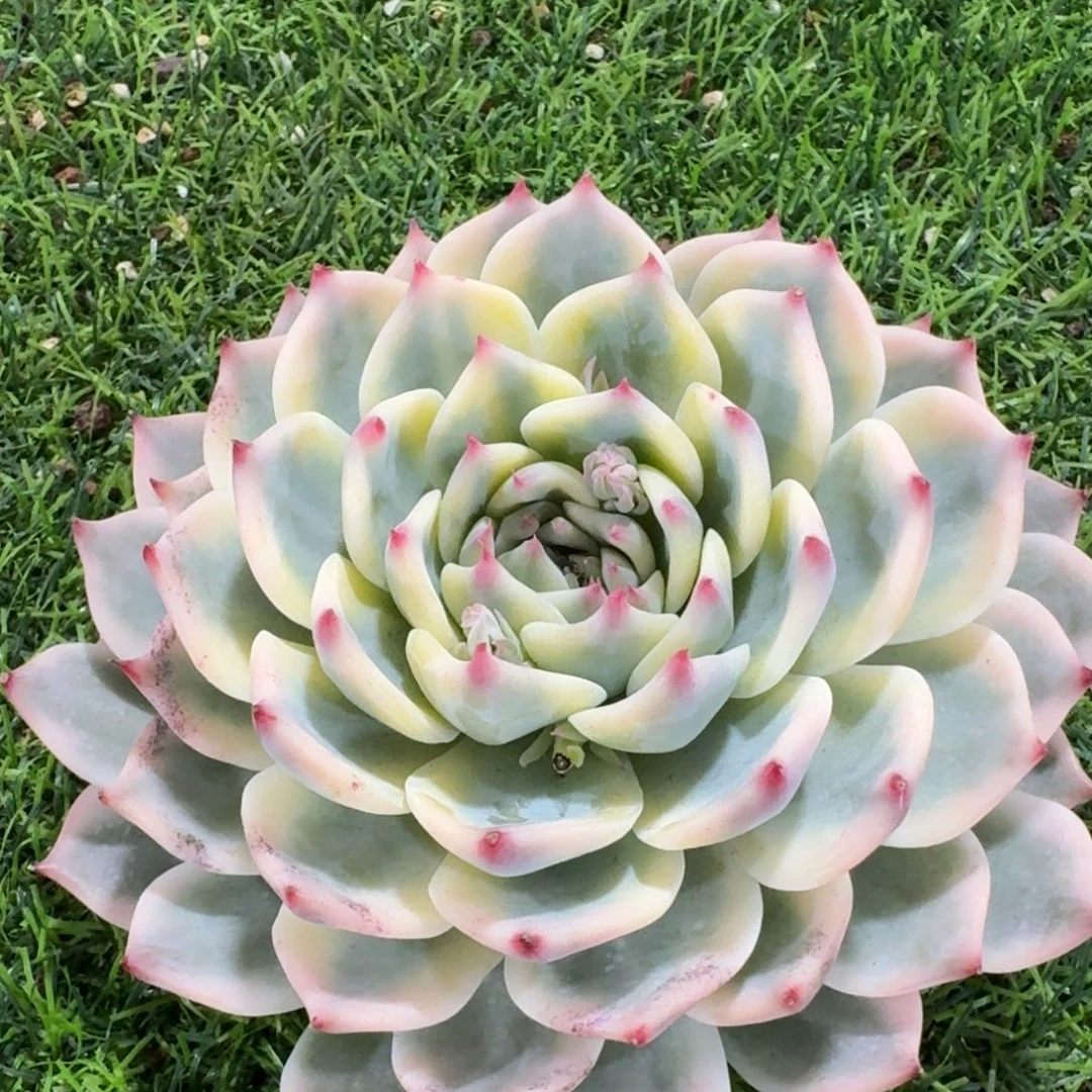 吉娃娃锦脱土单头多肉植物