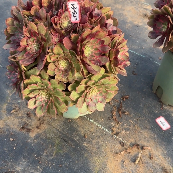 23-95白拉丝多肉不包售后