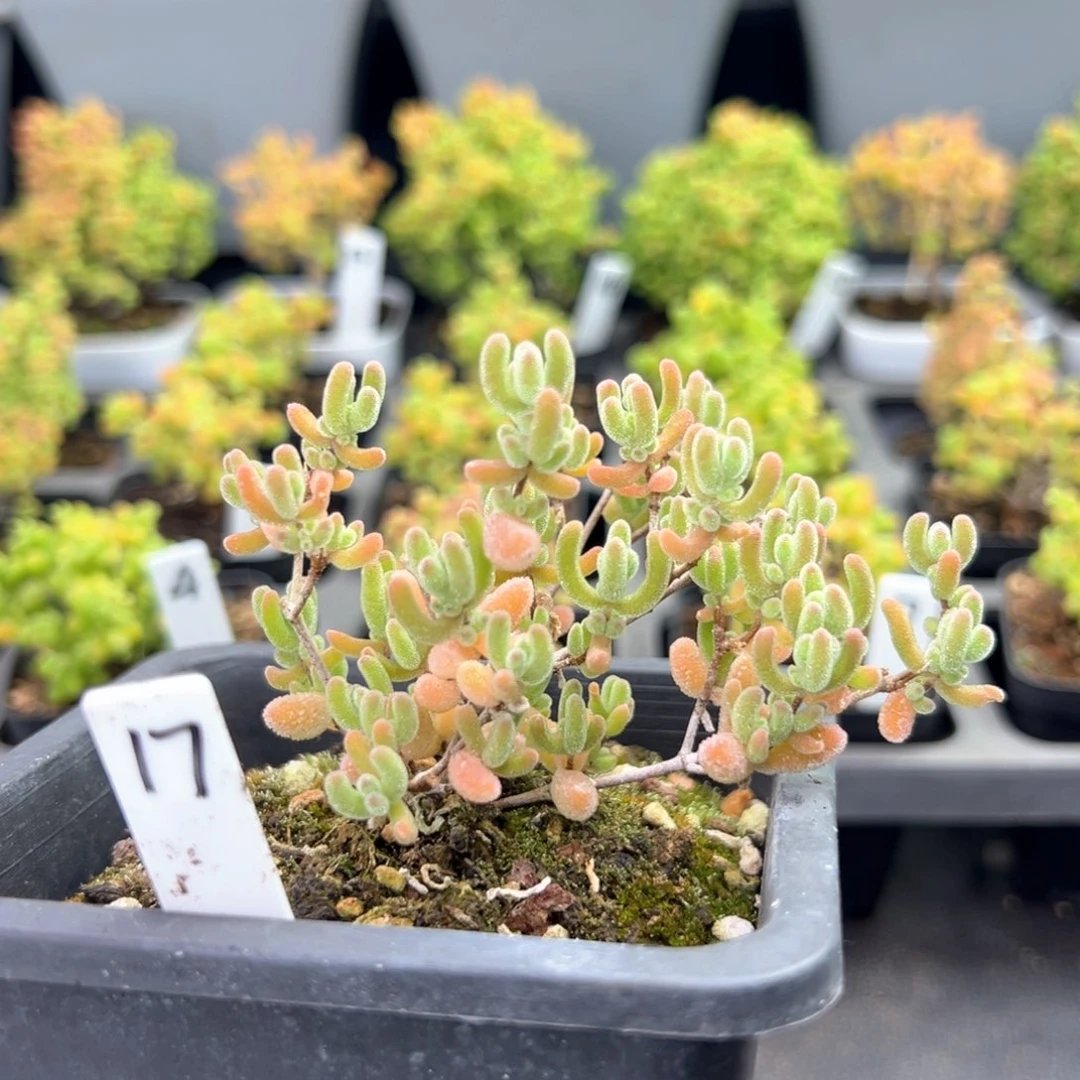 冰晶杂17号10厘米盆