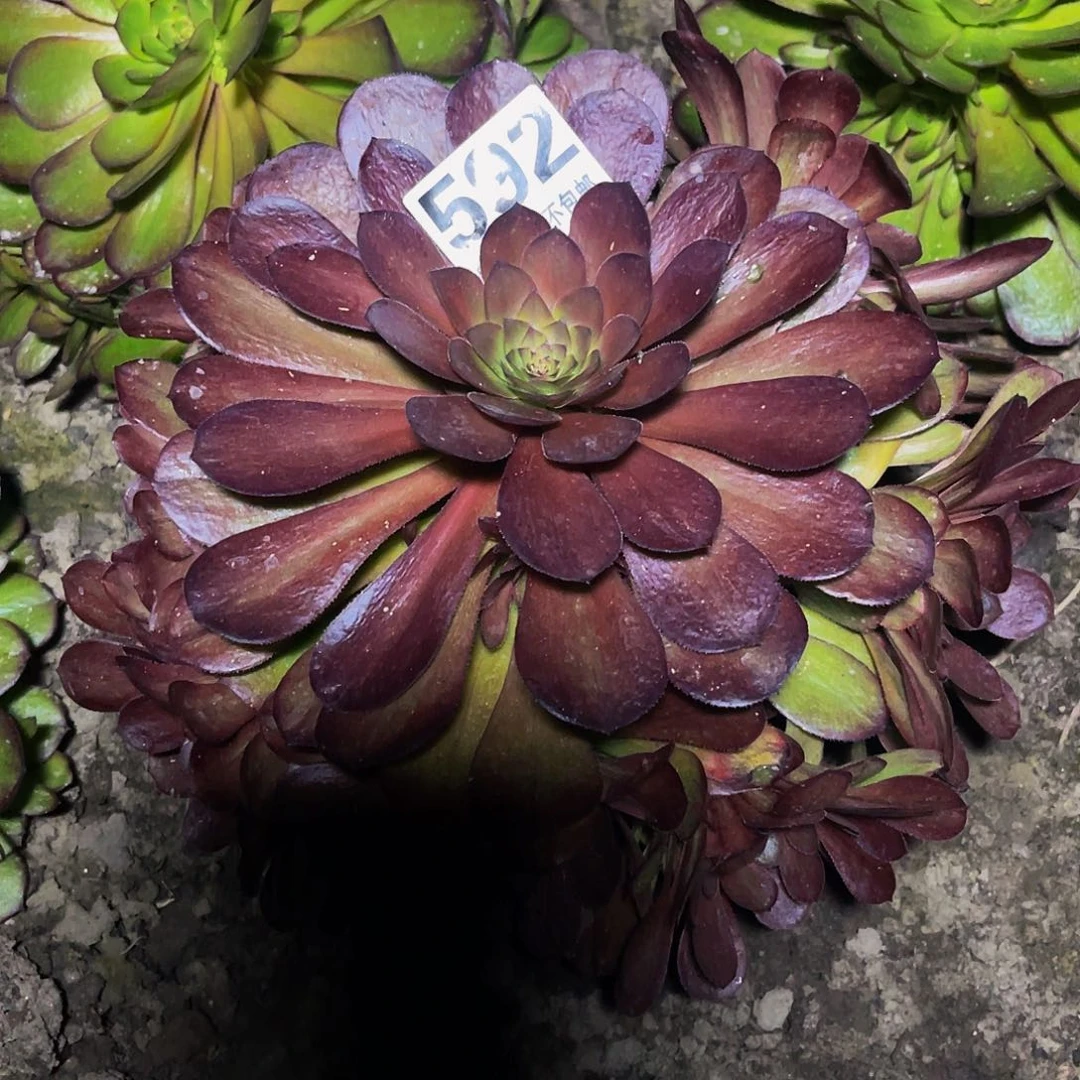 法师法师16/24包邮法师