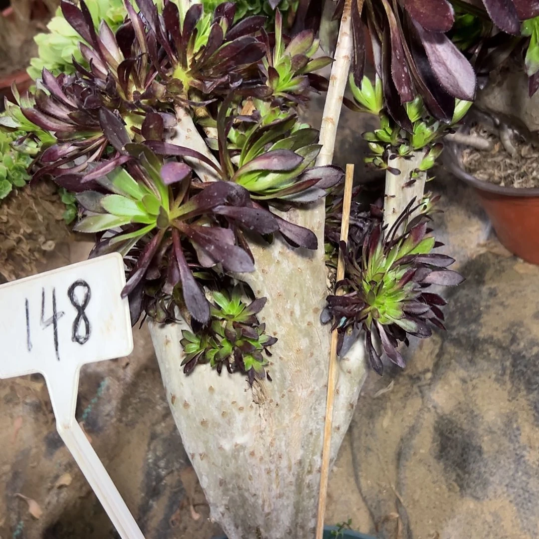 多148肉植物黑法师母本
