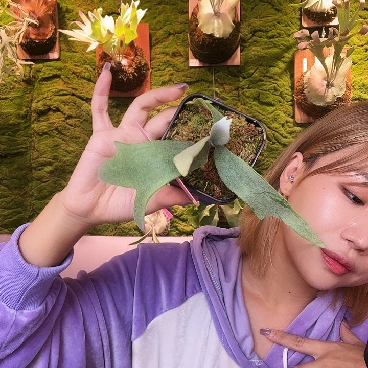 不开花植物nook dn fbc 分苗 无原牌