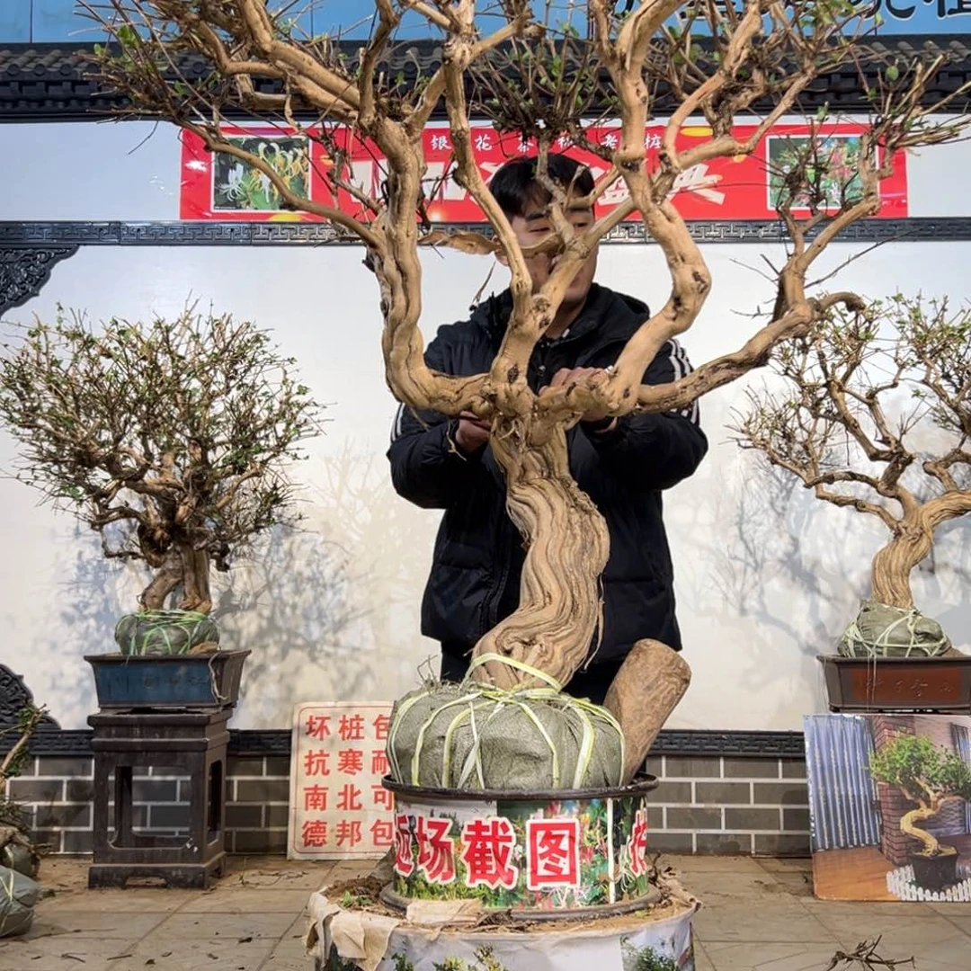 无花朵金银花开花36555555555