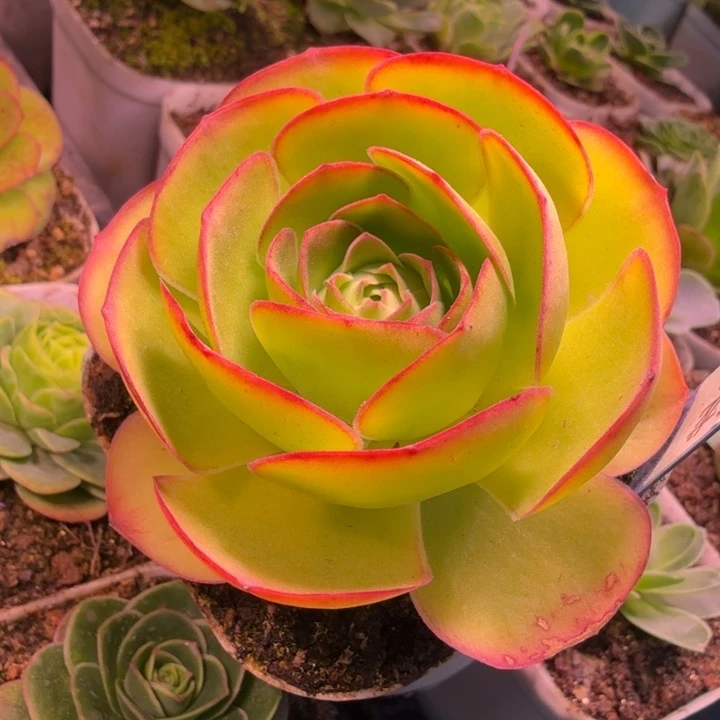 三碗306  渊龙  福利