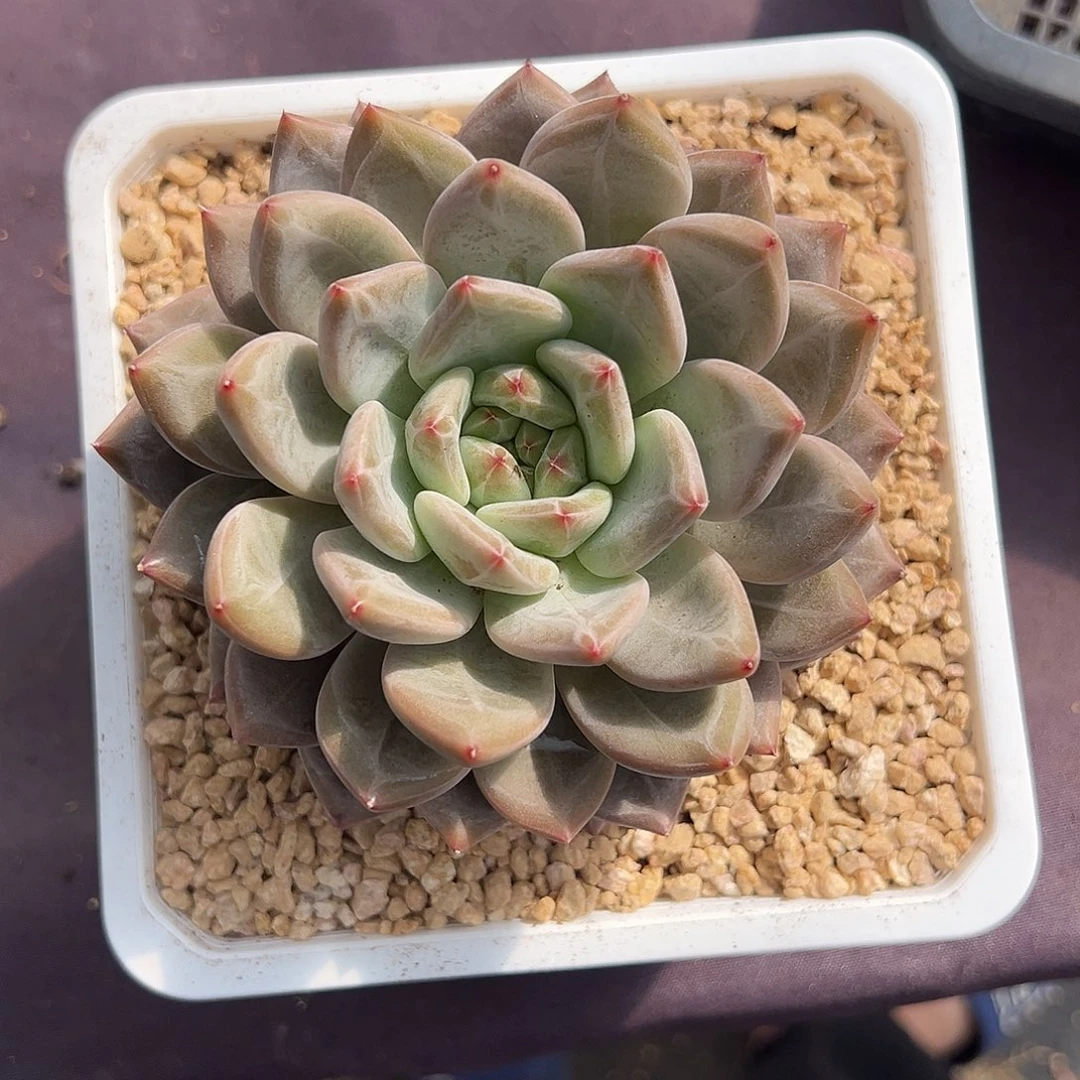 美人兮杂交单头多肉植物