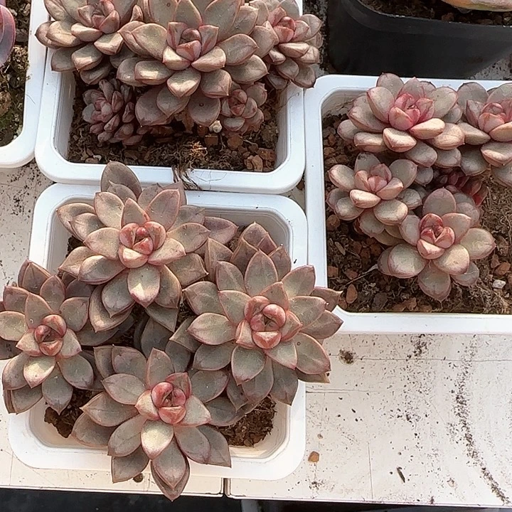 心****师青蛙王子儿童牙膏111