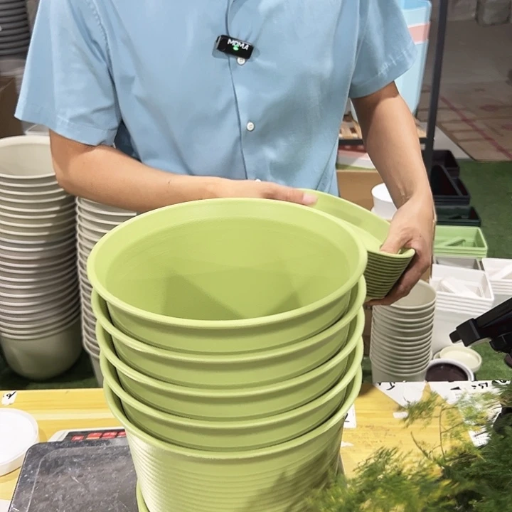 正品炭烧口21高15果绿带托5个