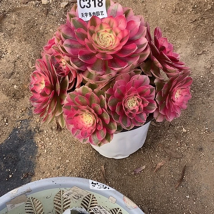 多肉植物倾城318多肉