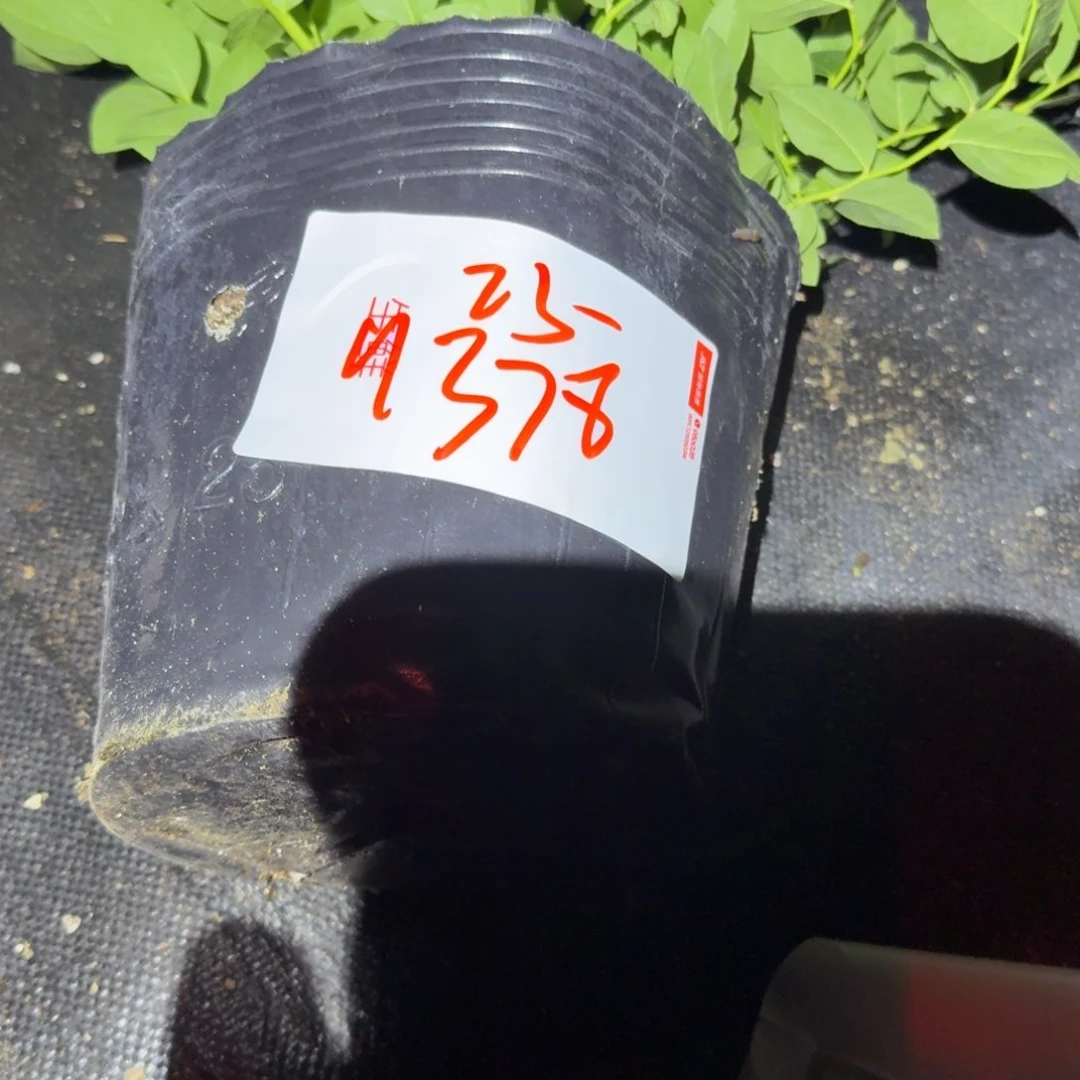 美***窗大钵25一物一拍9378