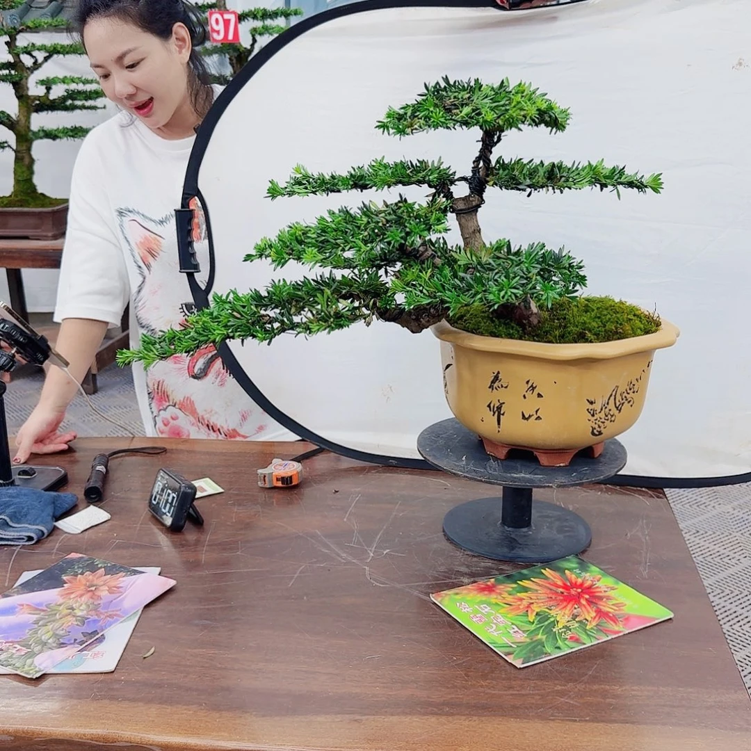 无花朵罗汉松一物一拍888