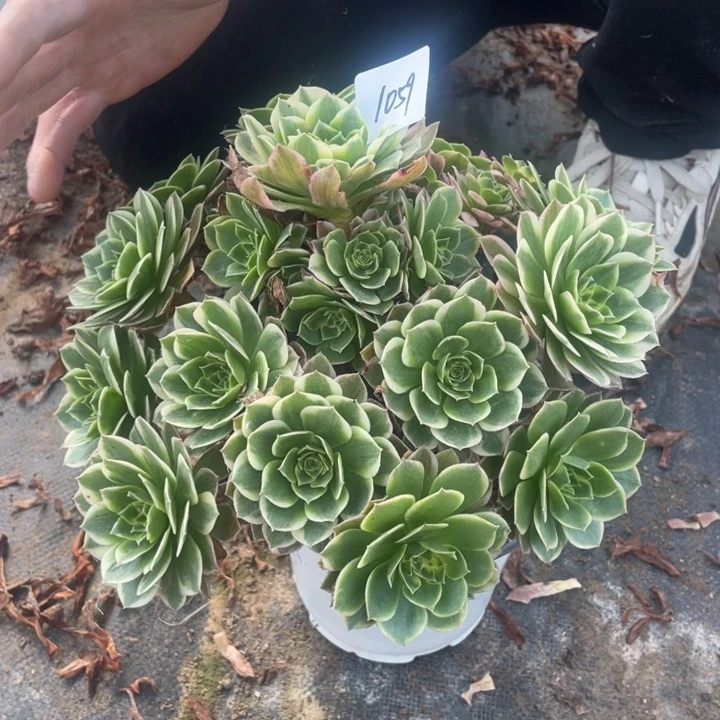 法师植物海仙1059