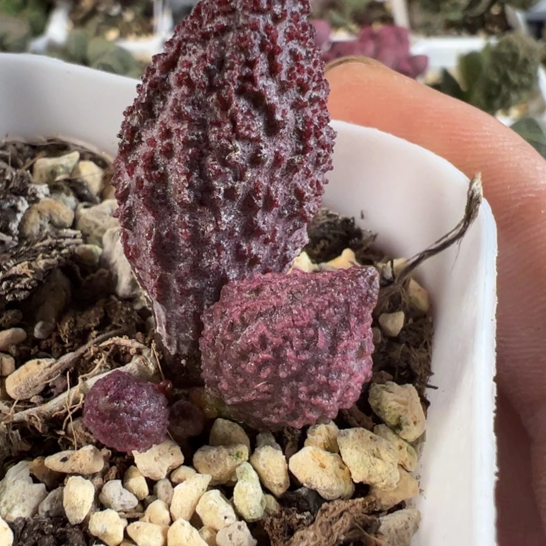 实生新品多肉植物
