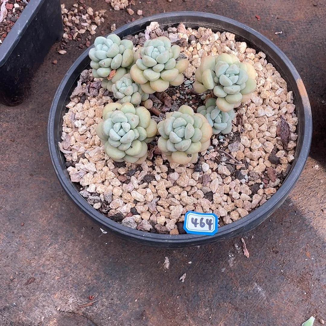 464泡泡糖 一物一拍多肉