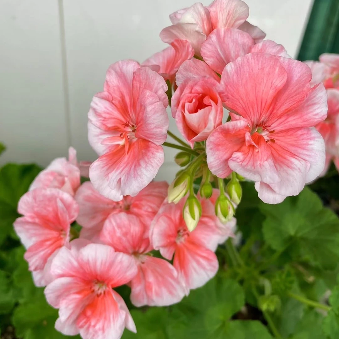 英柏家的天竺葵 梅尼亚 花量大花球勤花阳台庭院花卉盆栽