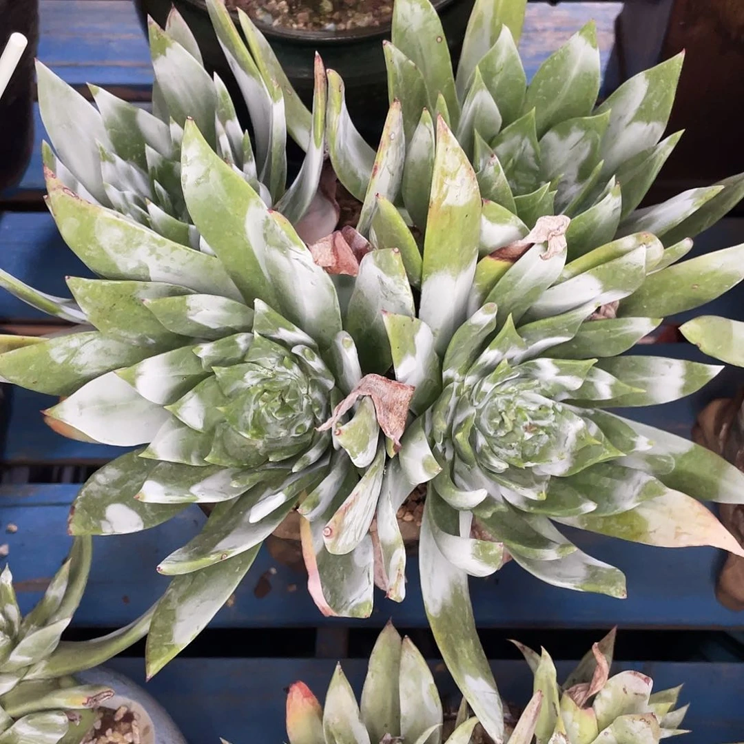 用****8绿帕老桩多头群生