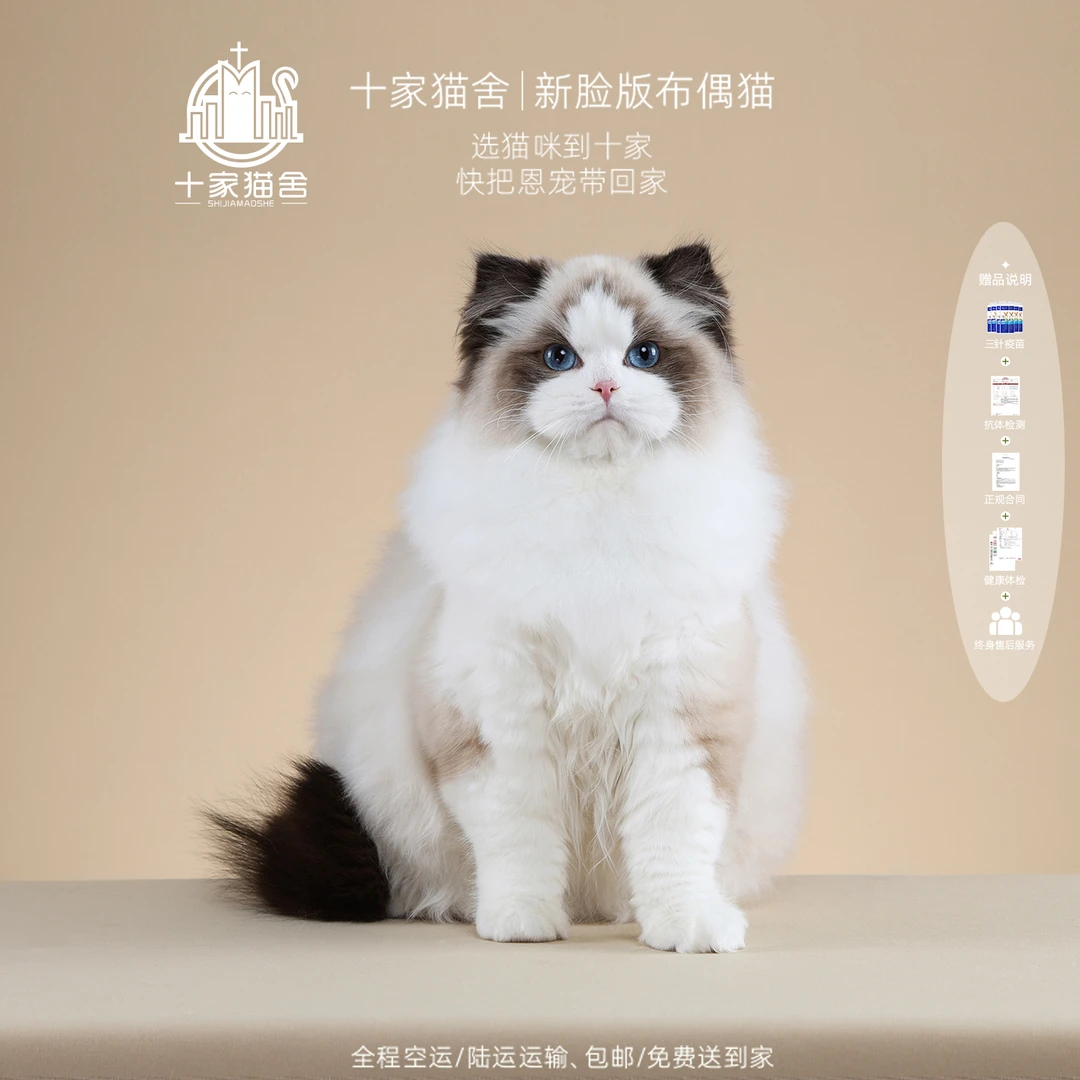 【十家猫舍】蛋糕-妹妹 | 新脸版布偶猫