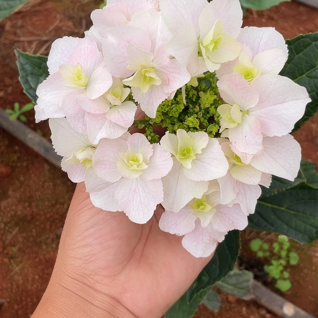绣球切花一物一拍3枝起包邮，28